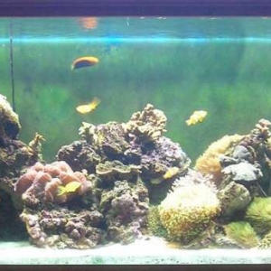 Aquarium_September_2007_003