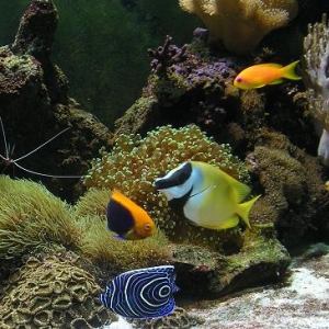 Aquarium_September_2007_009