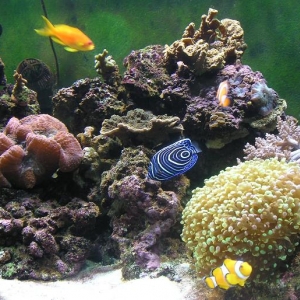 Aquarium_September_2007_013