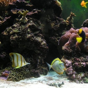 Aquarium_September_2007_014