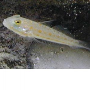 Diamond Watchman goby (Cracker)