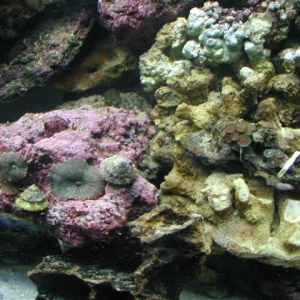 Green Stripe mushrooms and some Zoas