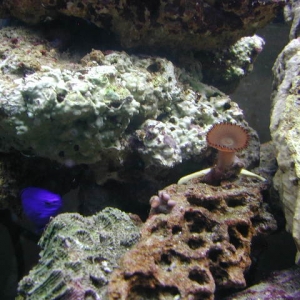 Zoas and polyps