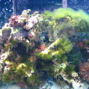 Algae