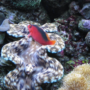 Hawkfish w/ Squamosa Clam