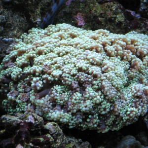 Gonipora