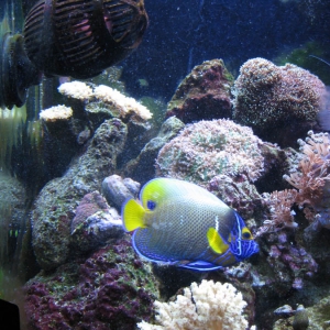 Blue Face Angelfish