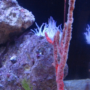 Poor red Sponge