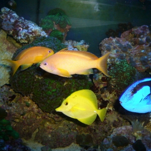 Anthias, Hippo & Yellow Tang