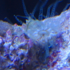 HH Hidden Cup coral?