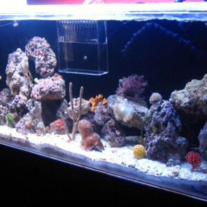 1st Scape FTS