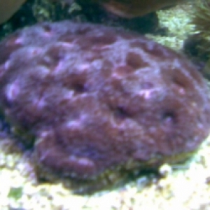 New Acan