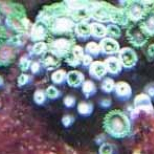 10g corals