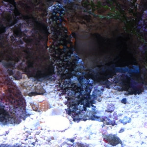 Fire and Ice Zoanthids