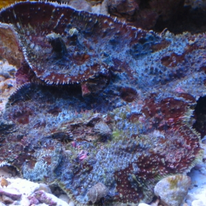 chalice coral
