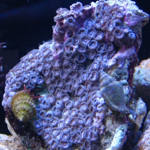 Pink Zoanthids