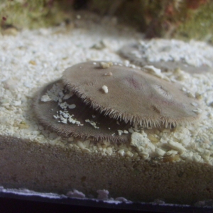 Sand dollars