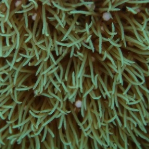 Green Star Polyps