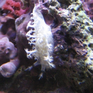 Leather_Eating_Nudi