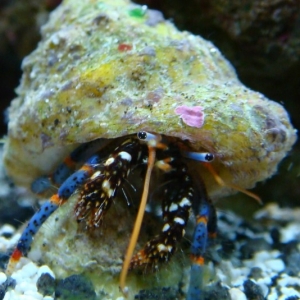 Dwarf Blue Legged Hermit