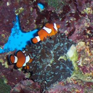 Clowns hosting in Euphyllia