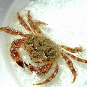 Hairy crab