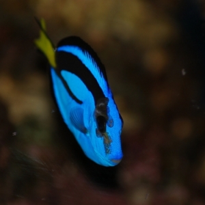 blue hippo tang