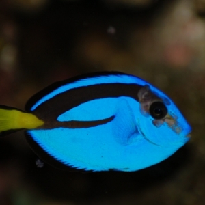 blue hippo tang