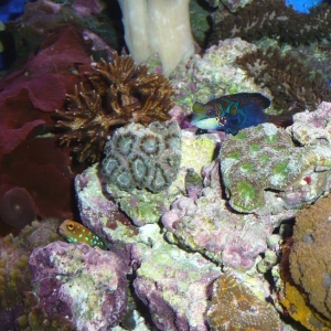 Bluespot w/Mandarin Among The Acans