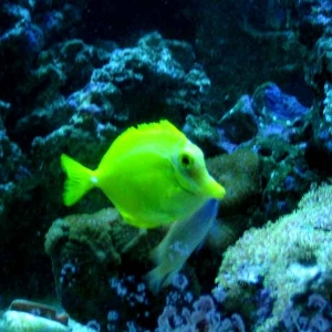 yellow-tang-day-1