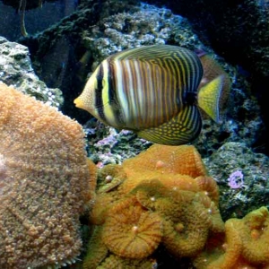 healthy sailfin