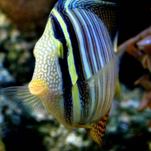 sailfin-face