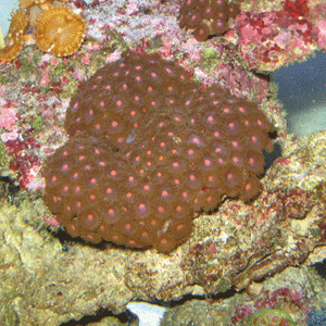 Pink center zoas