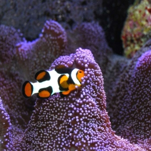 Picasso Clownfish pair