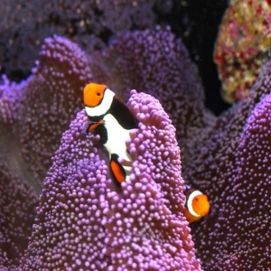 Picasso Clownfish pair