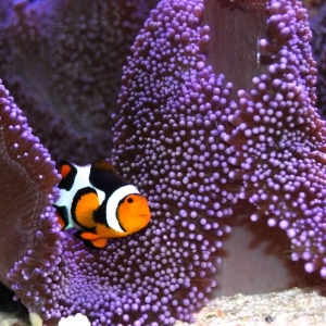 Picasso Clownfish pair