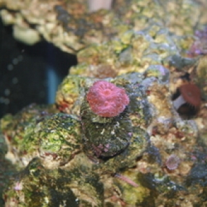 Reef Tank