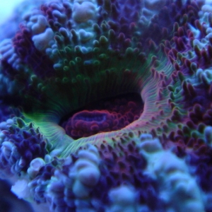 Aussie Rainbow Acan Lord