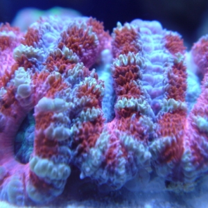 Aussie Acan Lord