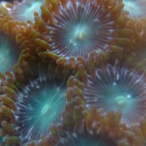 Zoas