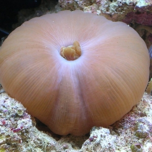 Pumpkin Coral