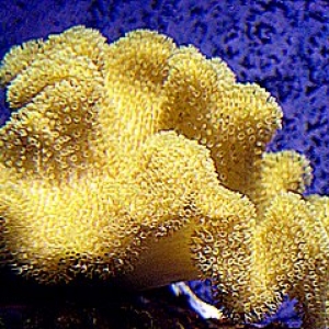 Some of my Corals