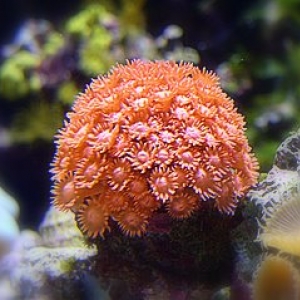 Some of my Corals