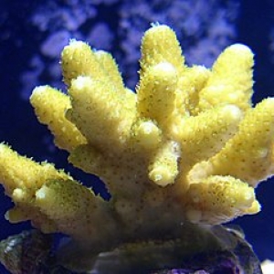 Some of my Corals