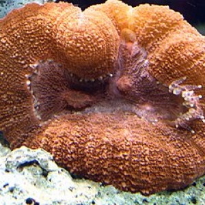 Some of my Corals