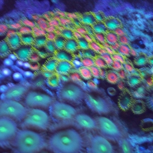 Zoanthids and Palys