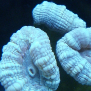 KWB Trumpet Coral