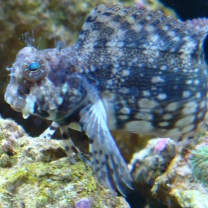 Benny the Blenny