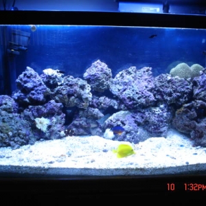 My saltwater tank