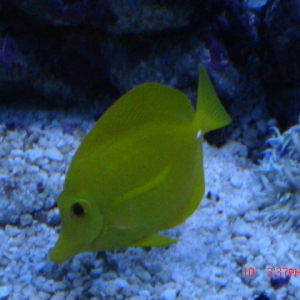 Yellow tang